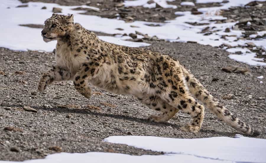 Snow Leopard in Hemis National Park