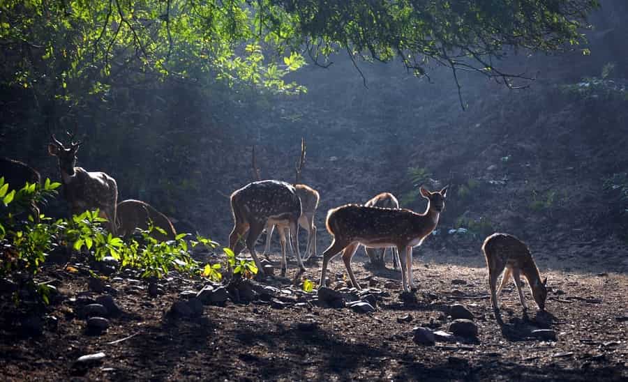 Bandhavgarh National Park, Madhya Pradesh