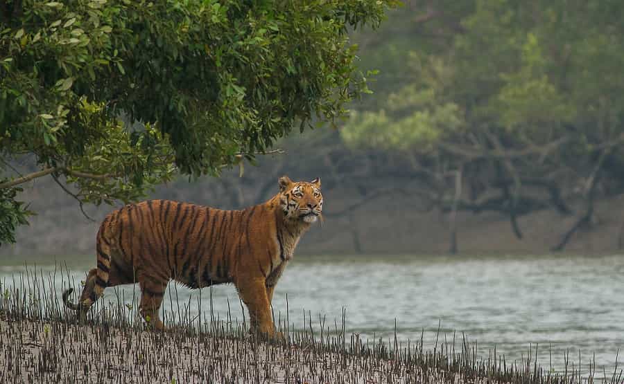 Sunderban National Park, West Bengal