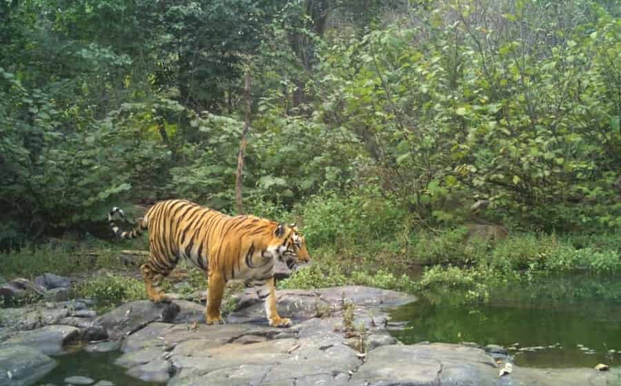 Bandipur Tiger Reserve, Karnataka
