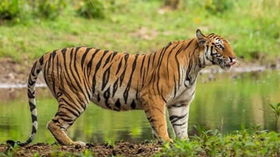 Dudhwa Tiger Reserve, Uttar Pradesh