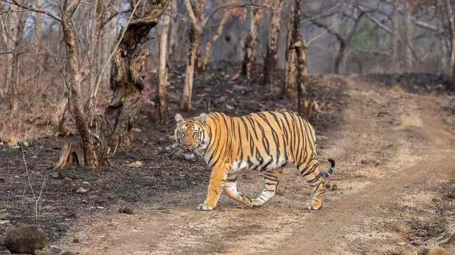 Kawal Tiger Reserve, Telangana