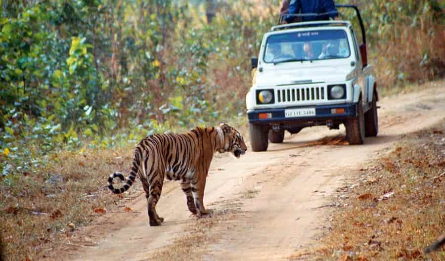 Manas tiger reserve, Assam
