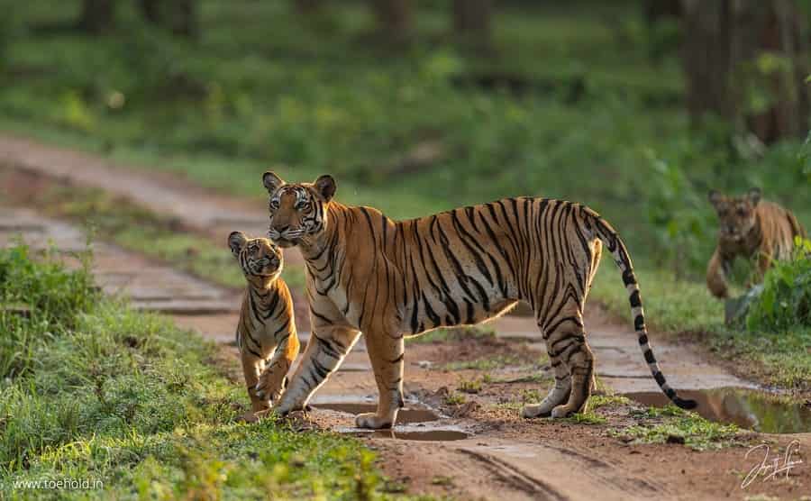 Nagarhole Tiger Reserve, Karnataka