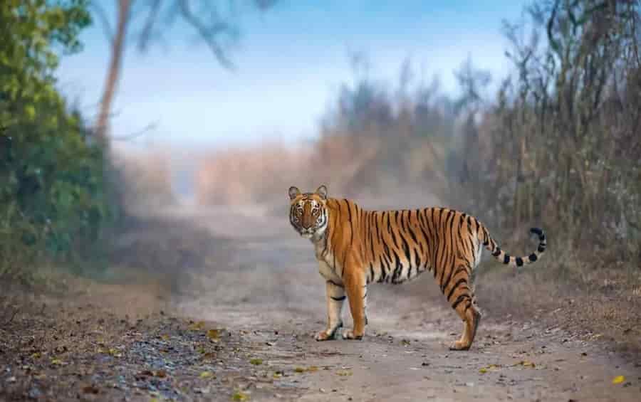 Nagarjuna Sagar-Srisailam Tiger Reserve