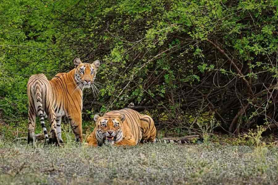 Sariska Tiger Reserve, Rajasthan
