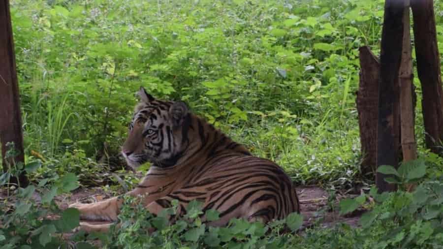 Satkosia Tiger Reserve, Odisha