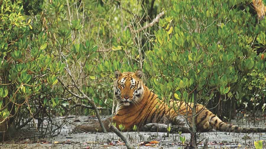 Sundarbans Tiger Reserve, West Bengal