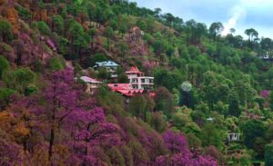 Best Time to Visit Kasauli